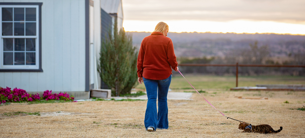 Bengal Kittens for sale near me